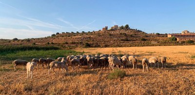 Primera pastura de l'Espai Test Agrari.