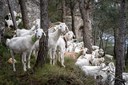 "Caldria conscienciar del que suposa realment pel territori que els boscos estiguin pasturats"