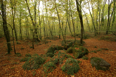 La Fageda d’en Jordà (Foto: Itinerànnia).
